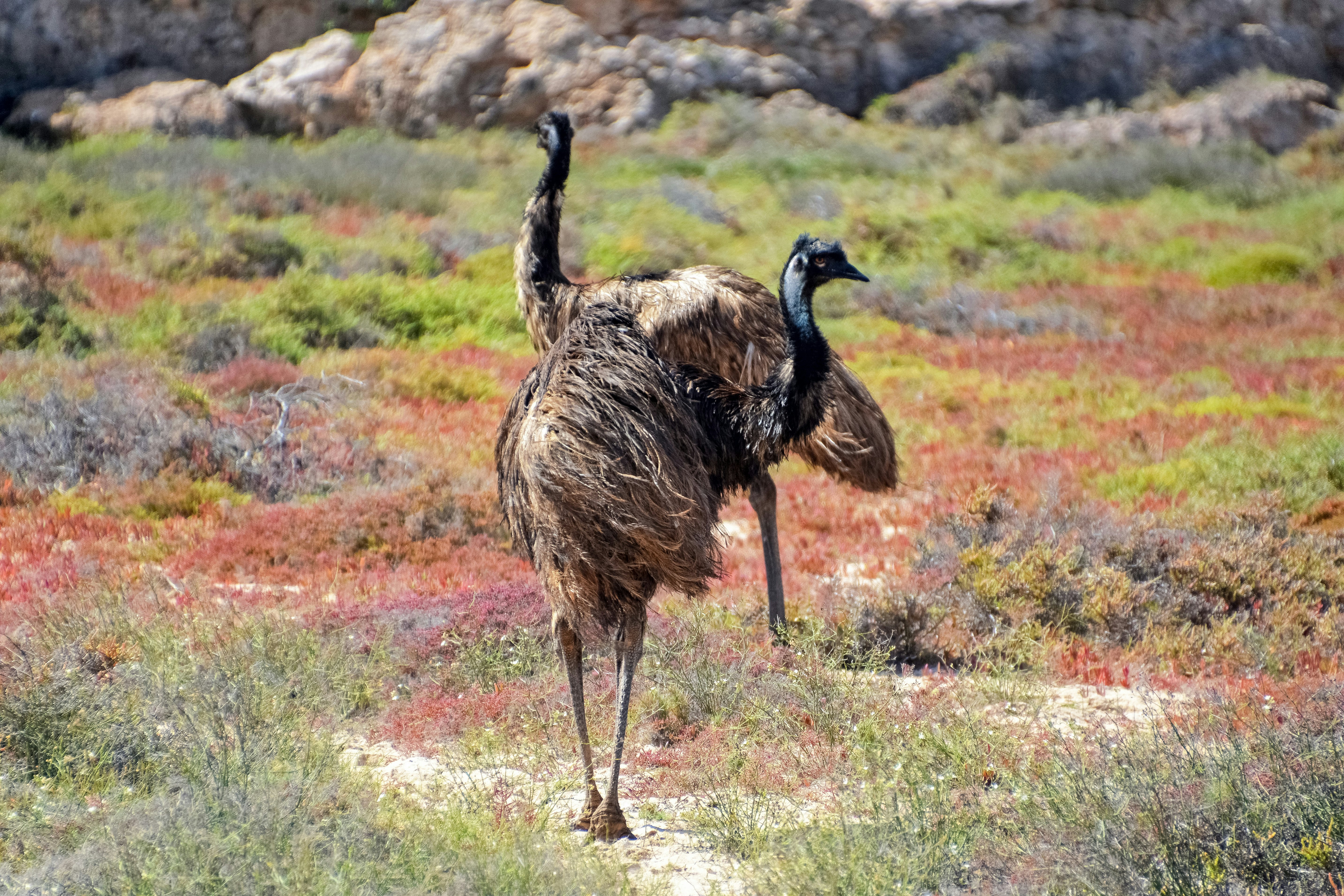 black ostrich walking on green grass field during daytime